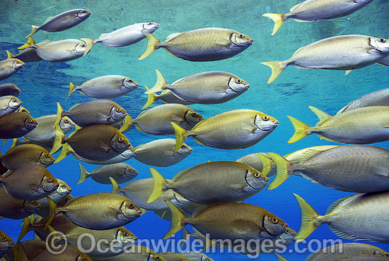 Schooling Pearly-spotted Rabbitfish photo Schooling Pearly-spotted Rabbitfish photo