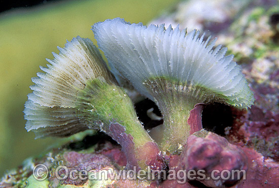 Early growth stage of Mushroom Coral photo Early growth stage of Mushroom Coral photo