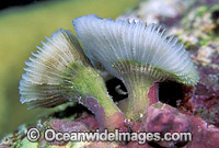 Early growth stage of Mushroom Coral Photo - Gary Bell