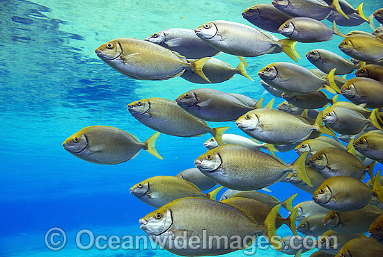 Schooling Pearly-spotted Rabbitfish photo Schooling Pearly-spotted Rabbitfish photo
