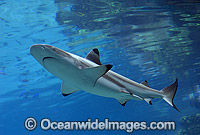 Blacktip Reef Shark Carcharhinus melanopterus Photo - Gary Bell