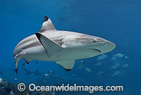 Blacktip Reef Shark Photo - Gary Bell