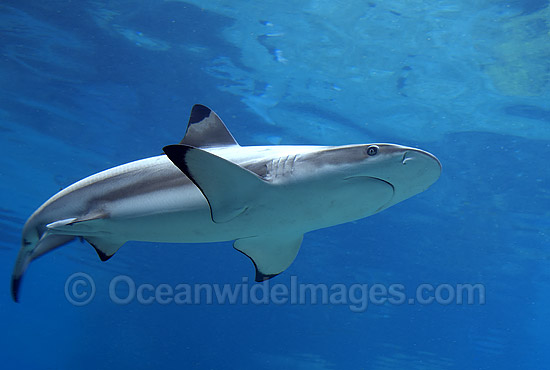 Blacktip Reef Shark Carcharhinus melanopterus photo Blacktip Reef Shark Carcharhinus melanopterus photo