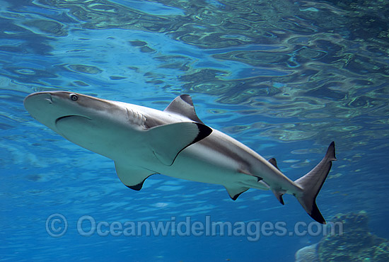 Blacktip Reef Shark photo Blacktip Reef Shark photo