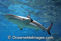 Blacktip Reef Shark Photo - Gary Bell