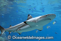 Blacktip Reef Shark Carcharhinus melanopterus Photo - Gary Bell