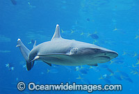 Whitetip Reef Shark Triaenodon obesus Photo - Gary Bell