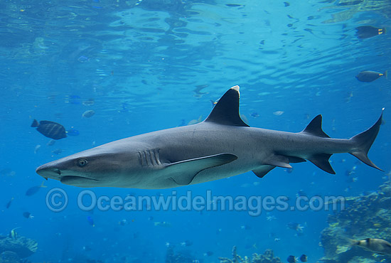 Whitetip Reef Shark Triaenodon obesus photo