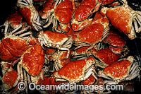 Giant Crab Pseudocarcinus gigas Photo - Gary Bell