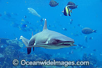 Whitetip Reef Shark Triaenodon obesus Photo - Gary Bell