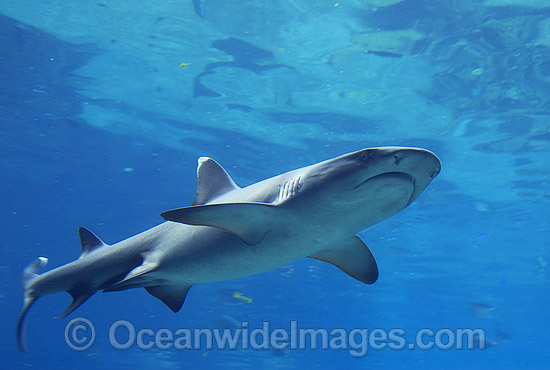 Whitetip Reef Shark Triaenodon obesus photo Whitetip Reef Shark Triaenodon obesus photo