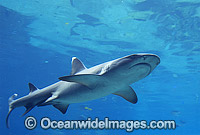 Whitetip Reef Shark Triaenodon obesus Photo - Gary Bell
