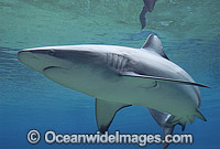Dusky Shark Carcharhinus obscurus Photo - Gary Bell