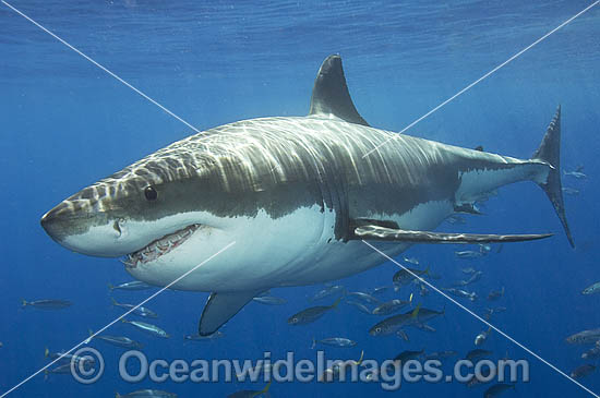 Great White Shark underwater photo