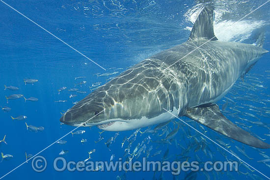 Great White Shark underwater photo