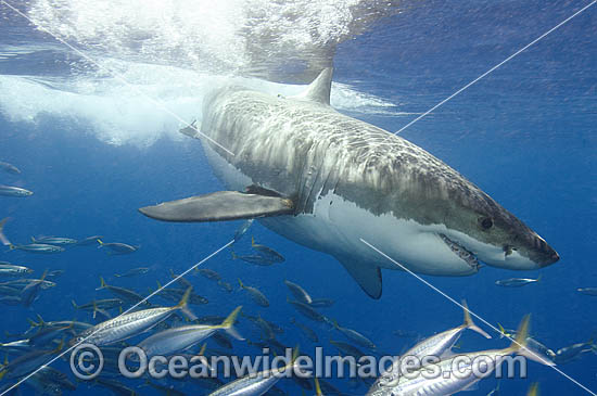 Great White Shark Carcharodon carcharias photo