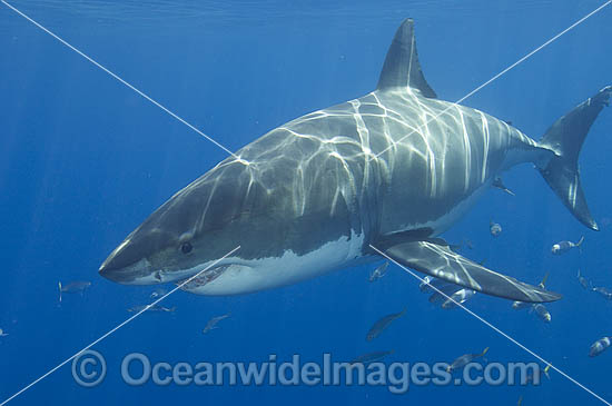 Great White Shark underwater photo