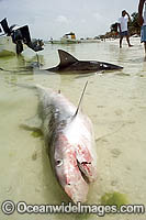 Tiger Shark in beach shallows Photo - Andy Murch