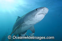 Tiger Shark Photo - Andy Murch