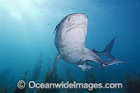 Tiger Shark with Suckerfish attached Photo - Andy Murch