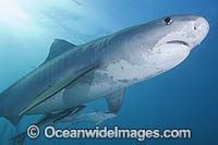 Tiger Shark with Suckerfish attached Photo - Andy Murch