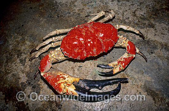 Giant Crab deep water crab photo Giant Crab deep water crab photo