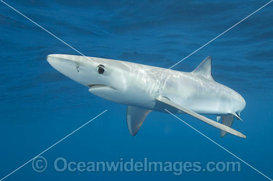 Blue Shark Prionace glauca photo Blue Shark Prionace glauca photo