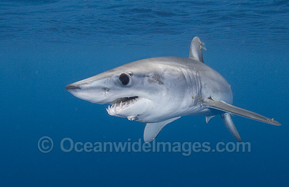 Shortfin Mako Shark Isurus oxyrinchus photo Shortfin Mako Shark Isurus oxyrinchus photo