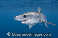 Shortfin Mako Shark Isurus oxyrinchus Photo - Andy Murch
