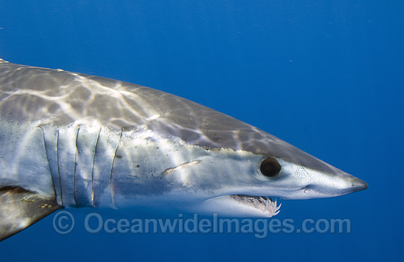 Shortfin Mako Shark Blue Pointer photo Shortfin Mako Shark Blue Pointer photo