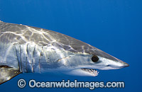 Shortfin Mako Shark Blue Pointer Photo - Andy Murch