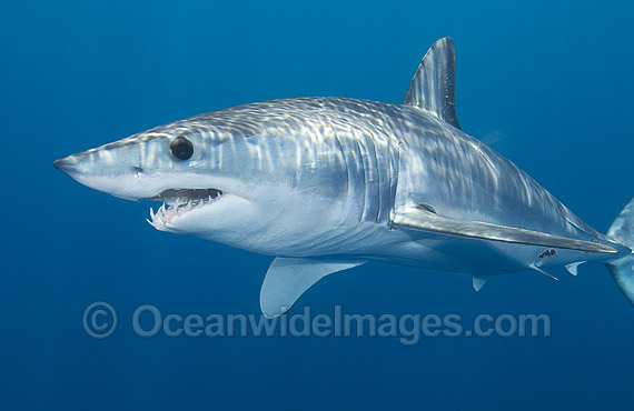 Shortfin Mako Shark photo Shortfin Mako Shark photo