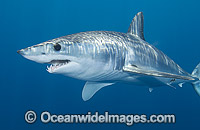 Shortfin Mako Shark Photo - Andy Murch