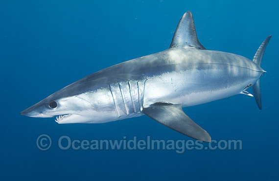 Shortfin Mako Shark Isurus oxyrinchus photo Shortfin Mako Shark Isurus oxyrinchus photo