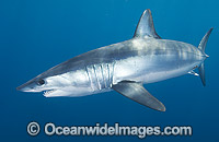 Shortfin Mako Shark Isurus oxyrinchus Photo - Andy Murch