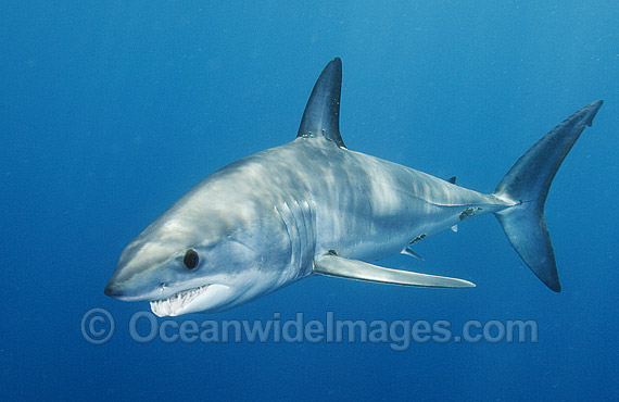 Shortfin Mako Shark photo Shortfin Mako Shark photo