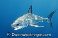 Shortfin Mako Shark Photo - Andy Murch