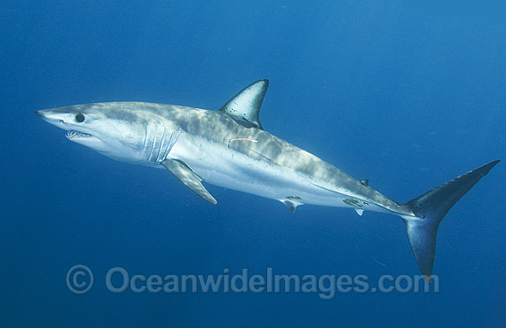 Shortfin Mako Shark photo Shortfin Mako Shark photo