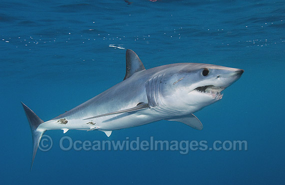 Shortfin Mako Shark Blue Pointer photo Shortfin Mako Shark Blue Pointer photo