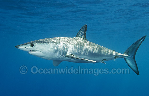 Shortfin Mako Shark Isurus oxyrinchus photo Shortfin Mako Shark Isurus oxyrinchus photo