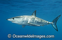 Shortfin Mako Shark Isurus oxyrinchus Photo - Andy Murch