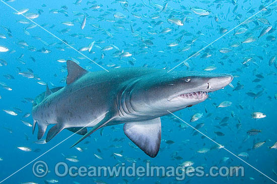 Sand Tiger Shark Carcharias taurus photo Sand Tiger Shark Carcharias taurus photo