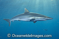Silky Shark Photo - Andy Murch