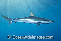Silky Shark Carcharhinus falciformis Photo - Andy Murch