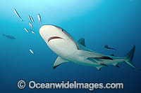 Caribbean Reef Shark Carcharhinus perezi Photo - Andy Murch