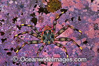 Shore Crab Percnon quinotae Photo - Gary Bell