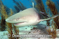 Lemon Shark Negaprion brevirostris Photo - Andy Murch
