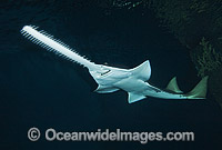 Green Sawfish Pristis zijsron Photo - Andy Murch