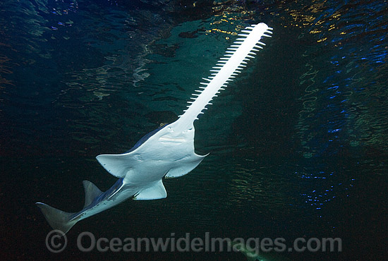 Green Sawshark Pristis zijsron photo Green Sawshark Pristis zijsron photo