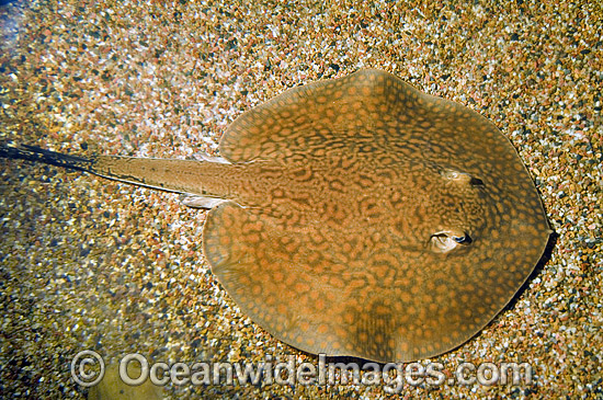 Freshwater Stingray Potamotrygon castexi photo Freshwater Stingray Potamotrygon castexi photo